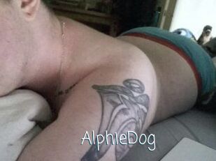 Alphie_Dog