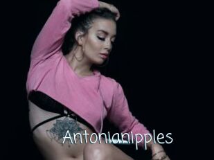 Antonianipples